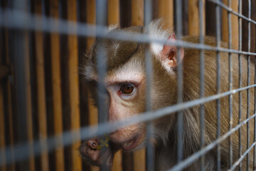 portrait of a sad monkey in a cage