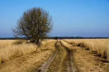 Fototapeta na wymiar Early spring in National Park de Hoge Veluwe in the Netherlands