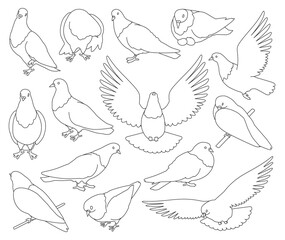 Dove bird isolated outline set icon. Pigeon vector outline set icon. Vector illustration dove bird on white background.