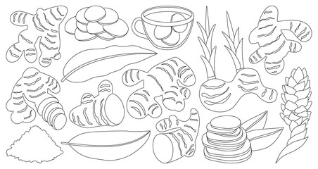 Ginger isolated outline set icon. Vector illustration root on white background. Vector outline set icon ginger.