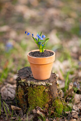 Photo of blue spring flowers in the forest.