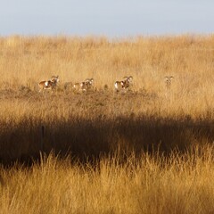 Mouflon sheep in National Park de Hoge Veluwe in the Netherlands