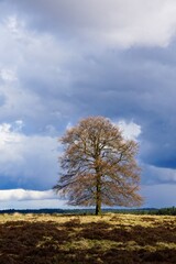 National Park de Hoge Veluwe in the Netherlands