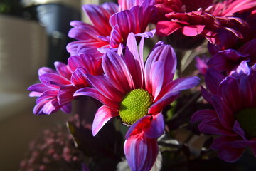 Beautiful vibrant posy bouquet in the crisp Spring sunshine. Bright pink and purple petals, and light pink babys breath