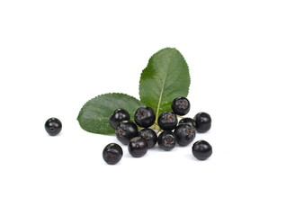 Chokeberry with green leaves isolated on white background. Black aronia. Branch of black chokeberry (Aronia melanocarpa) with green leaves isolated on white background. 