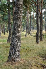 Obraz premium Pine forest in National Park de Hoge Veluwe