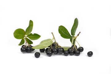 Chokeberry with green leaves isolated on white background. Black aronia. Branch of black chokeberry (Aronia melanocarpa) with green leaves isolated on white background. 