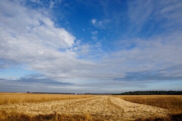 Reemsterveld in National Park de Hoge Veluwe