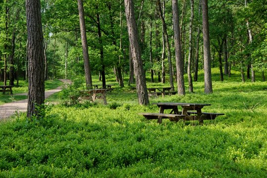 Picnic tables in National Park de Hoge Veluwe in the Netherlands