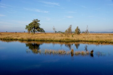 Reflecting pond in Dwingelderveld National Park in the Netherlands