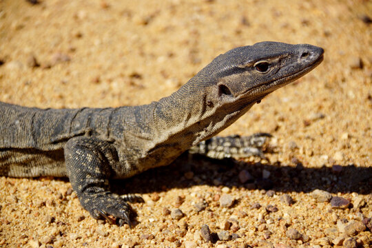 Rosenberg&acute;s monitor, Varanus rosenbergi, large goanna in natural habitat in Western Australia, lateral view