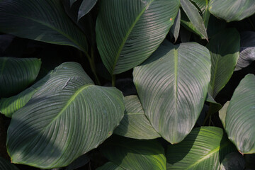 Green Peace lily leaves natural background and wallpaper.  Fragrant spathiphyllum. Spathiphyllum...