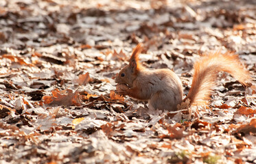 A ginger squirrel gnaws a walnut. holds it with its paws.