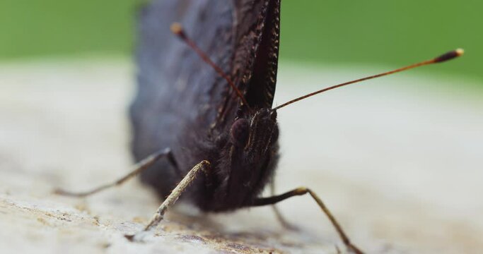 Close-up of the peacock butterfly 