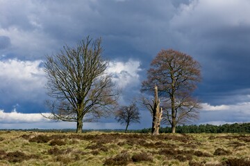 Spring in National Park de Hoge Veluwe in the Netherlands
