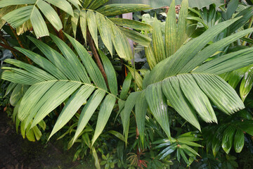 Green leaves of Ivory Cane Palm  or Pinanga coronata.