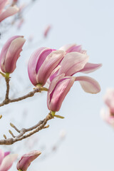 Blue sky with magnolia flower，Magnolia denudata