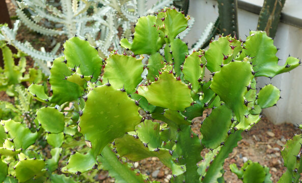 Triangular Spurge, Malayan Spurge Tree (Euphobia antiquorum). arid plants. 