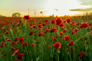 poppy field in the evening