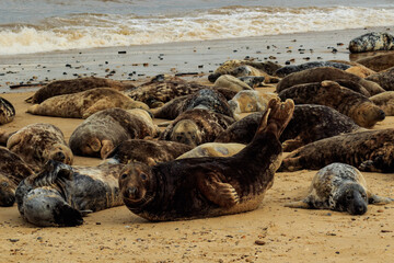 Fototapeta premium Seal colony on the beach