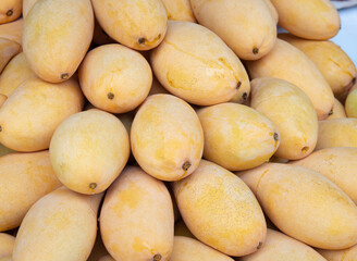 Fresh yellow mangoes from the farm are ready for sale.
