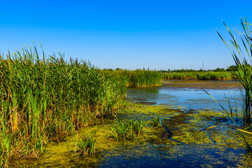 View on small lake at summer