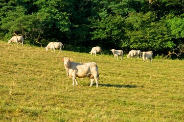 Fototapeta premium Countryside in the department of Saône-et-Loire in Bourgogne-Franche-Comté in France