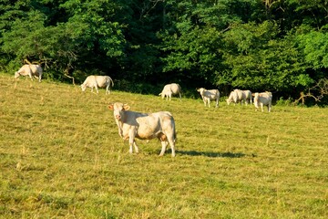 Countryside in the department of Saône-et-Loire in Bourgogne-Franche-Comté in France