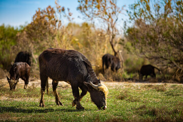 wildebeest in serengeti national park city