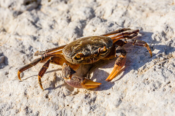 Freshwater river crab (Potamon ibericum) on the stone