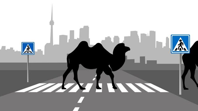 Cityscape with Bactrian camels crossing the road at zebra crosswalk (animation, seamless loop)