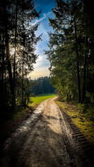 Waldspaziergang bei tierstehender Sonne