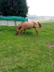 horse in the meadow