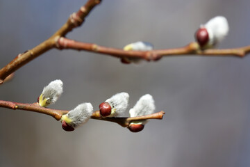 Pussy willow on the branches, catkins in spring forest close up