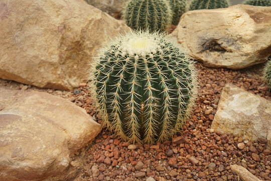 Golden barrel cactus or Echinocactus grusonii is a wonderful popular plant for adding texture, colour and shape to landscapes, it gives a huge dose of impact. Arid plants.