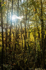 Obraz premium Soleil en sous-bois à Rignat, Ain, France