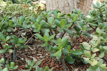 Crassula Ovata or Jade Plant, Arid plants.