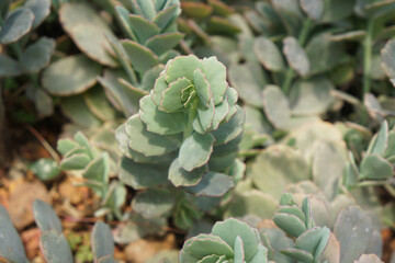 Kalanchoe fedtschenkoi (Bryophyllum fedtschenkoi) also called South American Air Plant or Lavender Scallops. Arid plants.