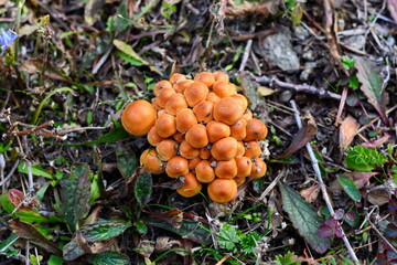 Forest mushrooms - winter edible mushroom Flammulina velutipes. Also known as velvet shank. In Asian cuisine, it is known as enoki.