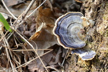 Turkey tail. Trametes versicolor, also known as coriolus versicolor and polyporus versicolor mushroom 