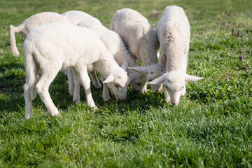 Obraz na płótnie Canvas Herd of young sheep grazing on green meadow