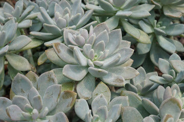x Graptoveria 'Opalina' is an attractive succulent that produces clusters of tight rosettes of thick, smooth, upright-held leaves. Arid plants.
