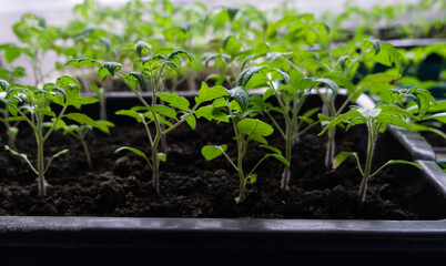 Seedlings of tomatoes and peppers growing in pots on a windowsill. Seedlings of vegetables in indoor pots. Indoor gardening concept