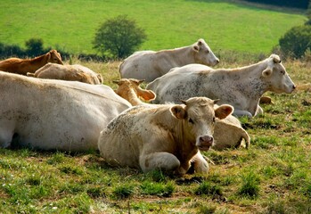 Resting cows ruminating their feed