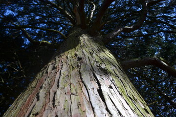Macro photo of a tall pine tree trunk from worms eye, or ground up, viewpoint, showing details of bark