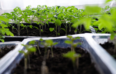 Seedlings of tomatoes and peppers growing in pots on a windowsill. Seedlings of vegetables in indoor pots. Indoor gardening concept