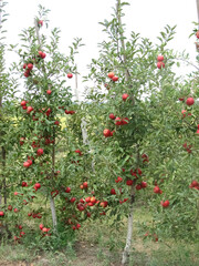 Apple orchard. Ripe apples in the garden ready for harvest.