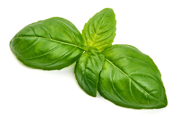 Fresh organic basil leaves, close-up, isolated on white background