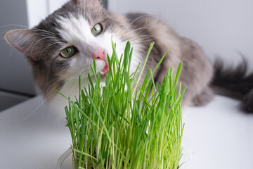 Gray cat eats green grass for animals. The pet sits on the windowsill near the sprouted oats. © deine_liebe