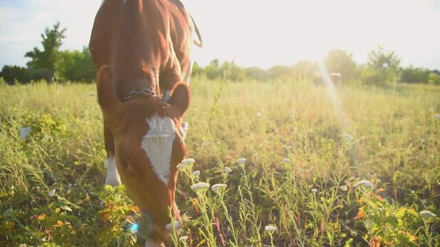 The cow is a sacred animal grazing in the meadow and eating grass on a sunny day at sunset. India concept